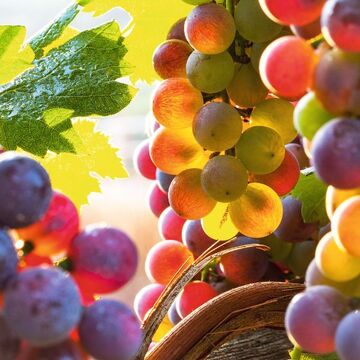 uva Farbe - © Silvano Rebai - Fotolia
