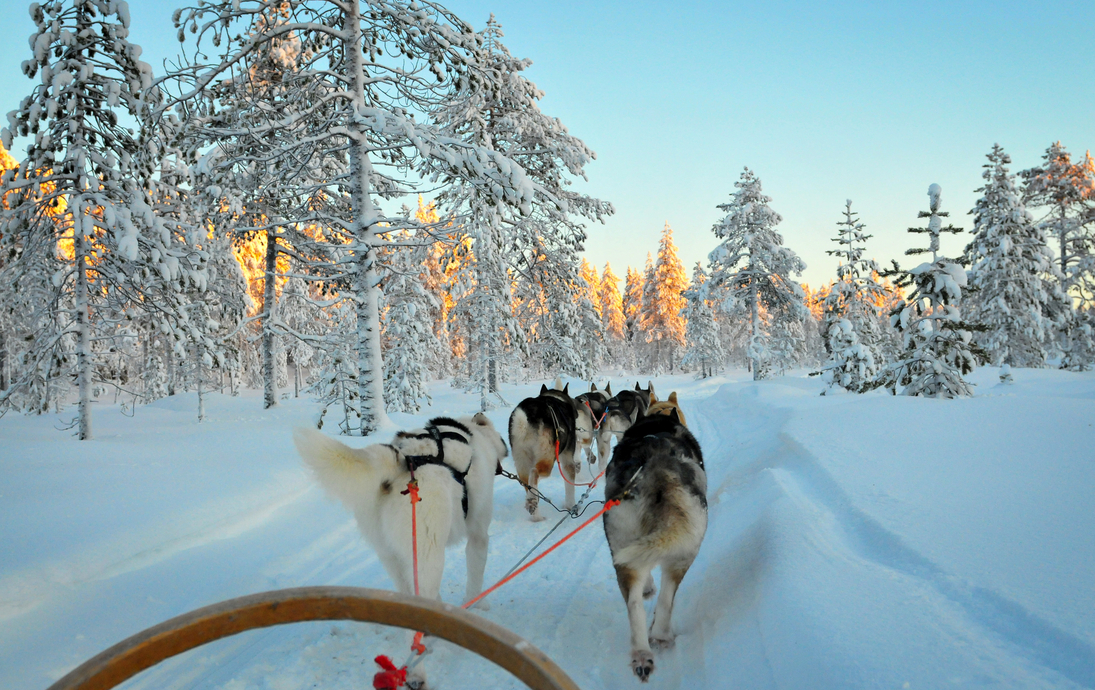 Schlittenhunde