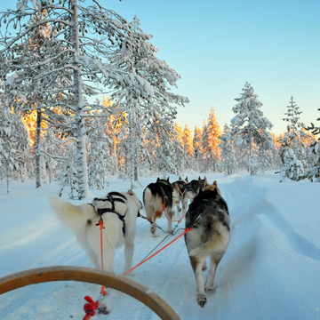 Schlittenhunde - ©belostmi - stock.adobe.com