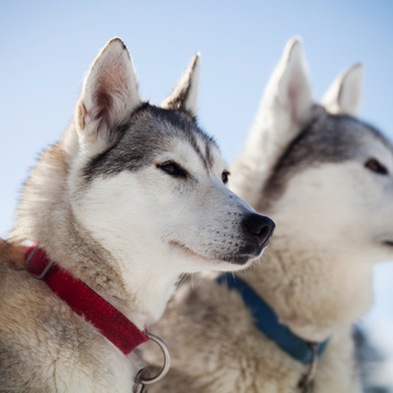 Huskies - © Kati Finell - stock.adobe.com