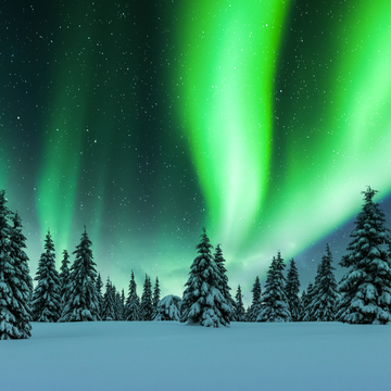 Nordlichter im Winterwald