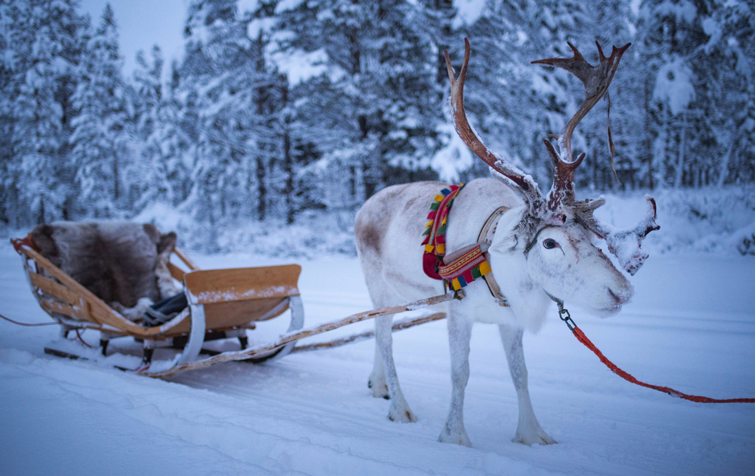 Rentiere auf der Rentierfarm Torassieppi, Lappland, 
