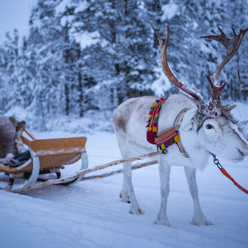 Rentiere auf der Rentierfarm Torassieppi, Lappland,  - © Matthew - stock.adobe.com