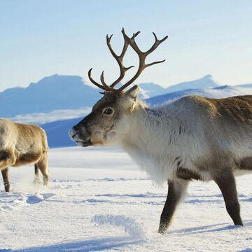Rentiere im Schnee - © Dmitry Chulov - Fotolia