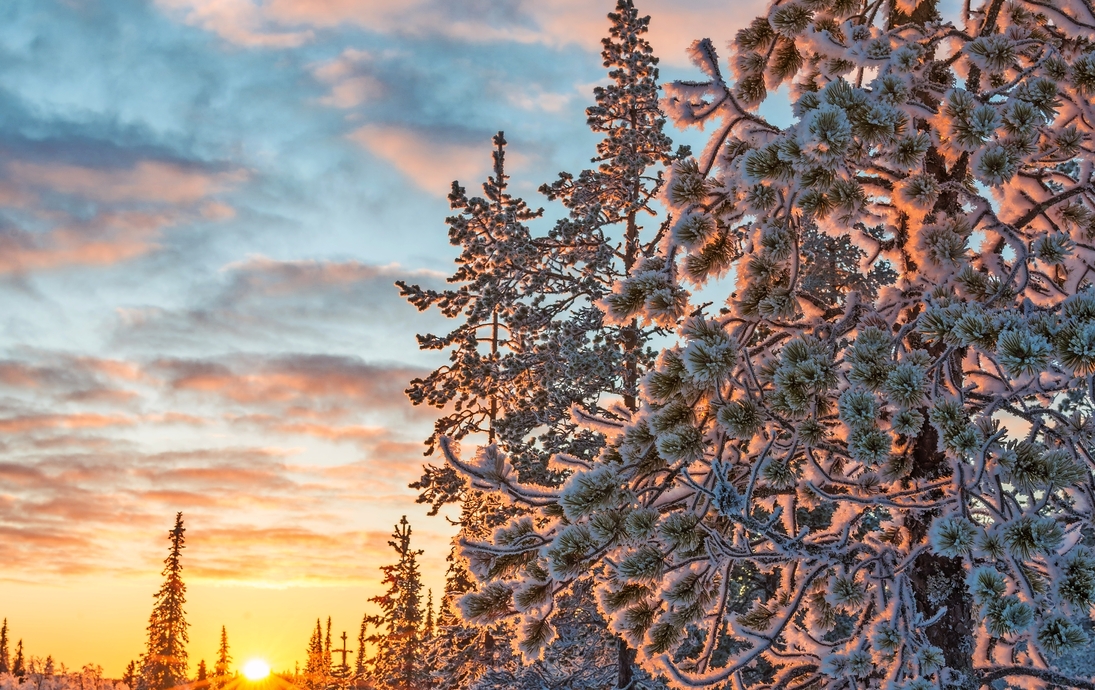 Snowy-Landschaft bei Sonnenuntergang, gefrorene Bäume im Winter in Saariselka, Lappland, Finnland