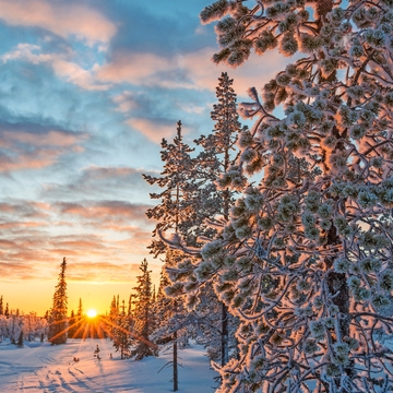 Snowy-Landschaft bei Sonnenuntergang, gefrorene Bäume im Winter in Saariselka, Lappland, Finnland - © Delphotostock - stock.adobe.com