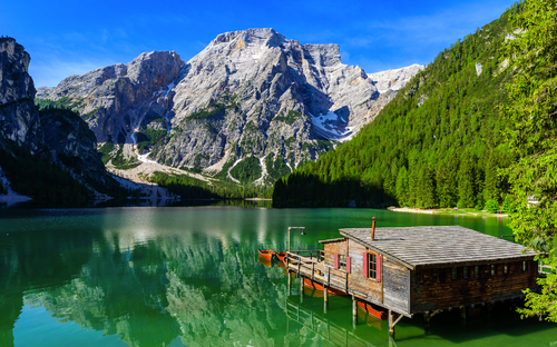 Alpenrosenblüte in Südtirol