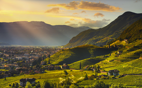 Alpenrosenblüte in Südtirol