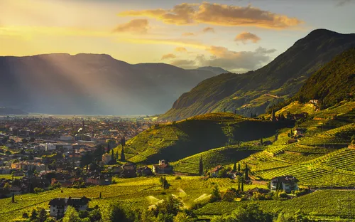 Alpenrosenblüte in Südtirol