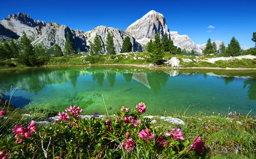 Alpenrosenblüte in Südtirol
