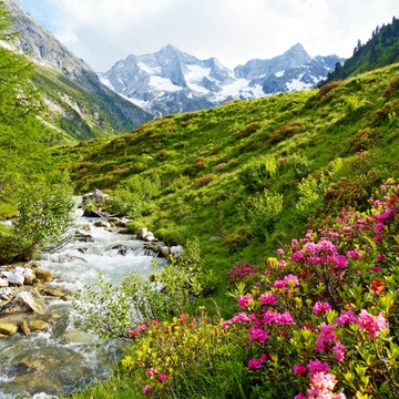 Alpenrosen am Hochgebirgsbach