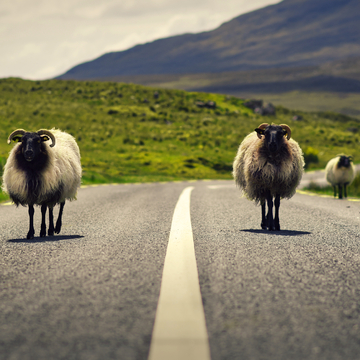 Schafe im Connemara Nationalpark in der Grafschaft Galway - © Hq Visual Studio - stock.adobe.com