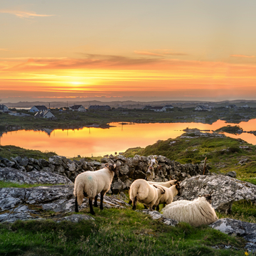 Sonnenuntergang an einem See mit Schafen in der Nähe von Clifden, Roundstone und Connemara in Irland - © mbrand85 - stock.adobe.com