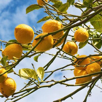 Lemon tree branch in Sorrento - © rosariomanzo70 - Fotolia