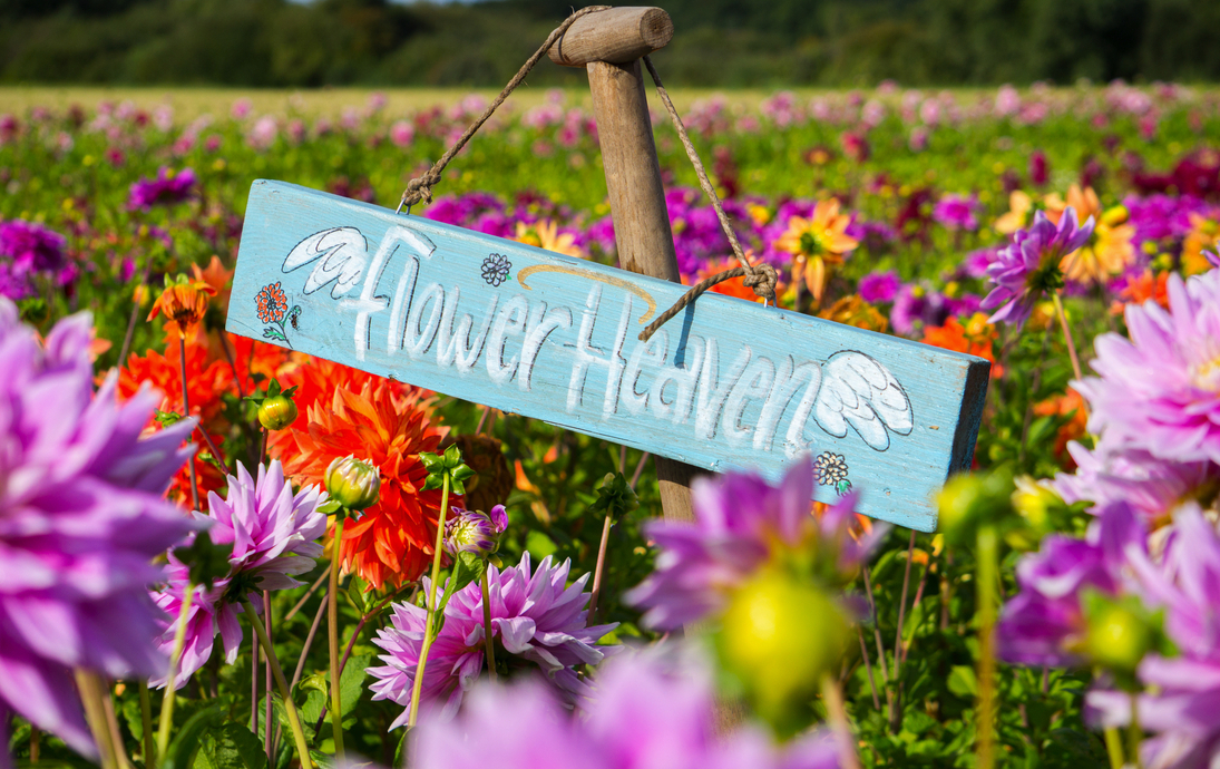 Schild mit „Flower Heaven“ inmitten eines farbenprächtigen Dahlienfeldes