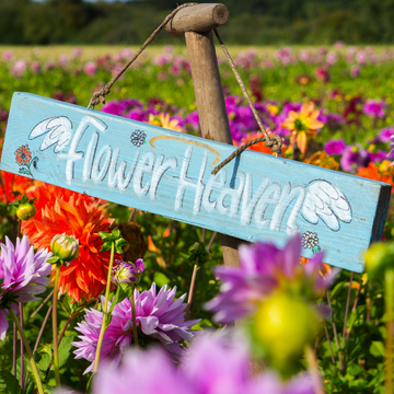 Schild mit „Flower Heaven“ inmitten eines farbenprächtigen Dahlienfeldes - © Kirill - stock.adobe.com