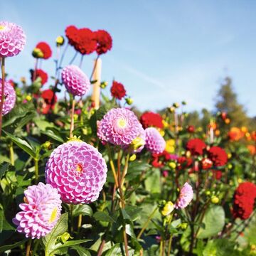 bunte Dahlienblüte