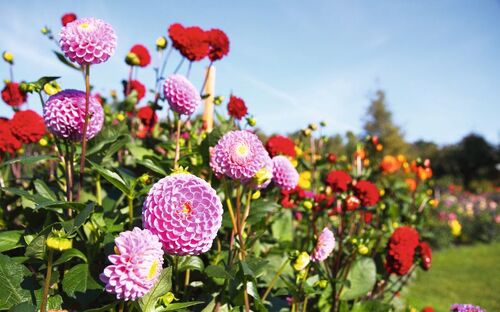 bunte Dahlienblüte