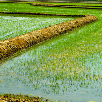 risaie - ©fotografiche.eu - stock.adobe.com