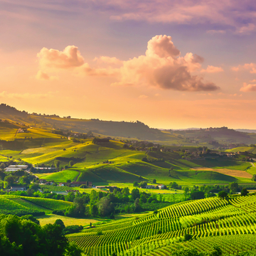 Panoramablick auf die Weinberge der Langhe - © stevanzz - stock.adobe.com