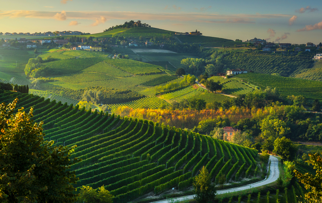 Weinberge bei Sonnenaufgang in Langhe in der Nähe von Barbaresco