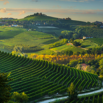 Weinberge bei Sonnenaufgang in Langhe in der Nähe von Barbaresco