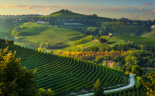 Weinberge bei Sonnenaufgang in Langhe in der Nähe von Barbaresco