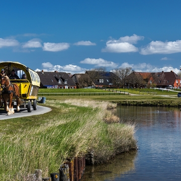 Pferdegespann auf einer Hallig - ©franke182 - stock.adobe.com